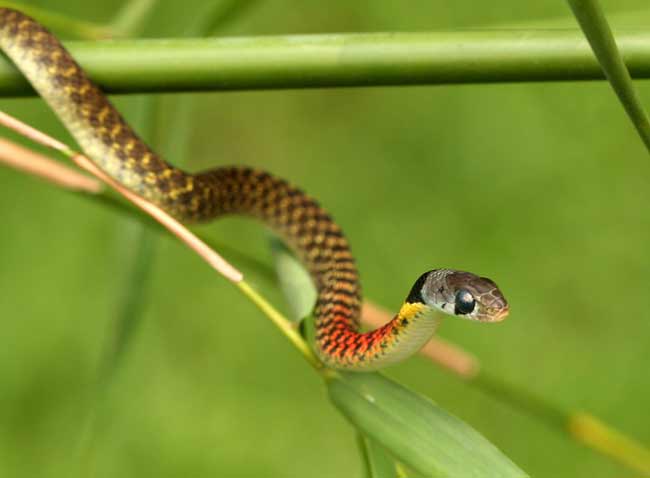 Loài rắn này phân bố rộng khắp từ Bắc đến Nam Việt Nam, tại các vùng đất ẩm thấp hoặc đồi núi.
